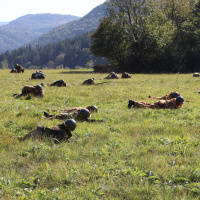 80. výročie oslobodenia obce Kalinov - 14