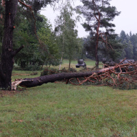 7. Vyvrátené a polámané dreviny po veternej smršti v ...